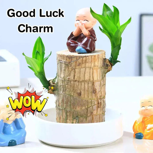 Cueen™ Brazilian Lucky Wood Mini Home Plant Decorations