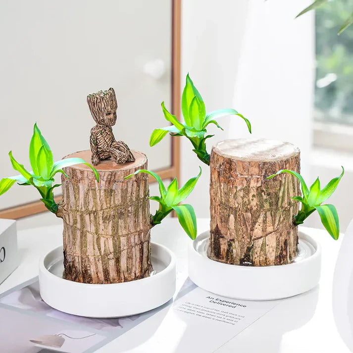 Cueen™ Brazilian Lucky Wood Mini Home Plant Decorations