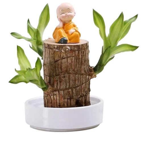 Cueen™ Brazilian Lucky Wood Mini Home Plant Decorations