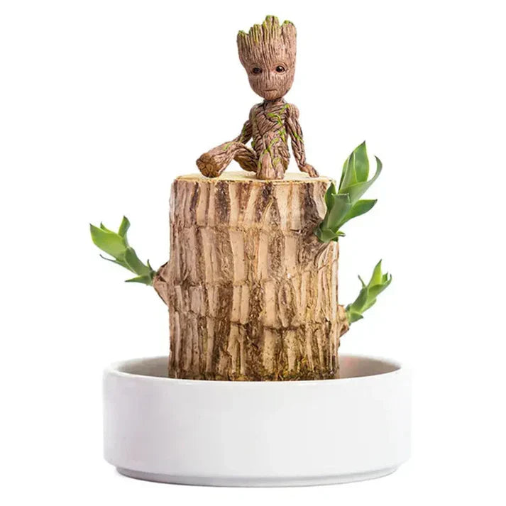 Cueen™ Brazilian Lucky Wood Mini Home Plant Decorations