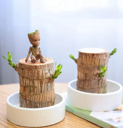 Cueen™ Brazilian Lucky Wood Mini Home Plant Decorations