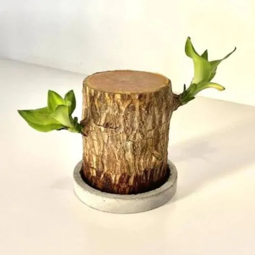 Cueen™ Brazilian Lucky Wood Plant